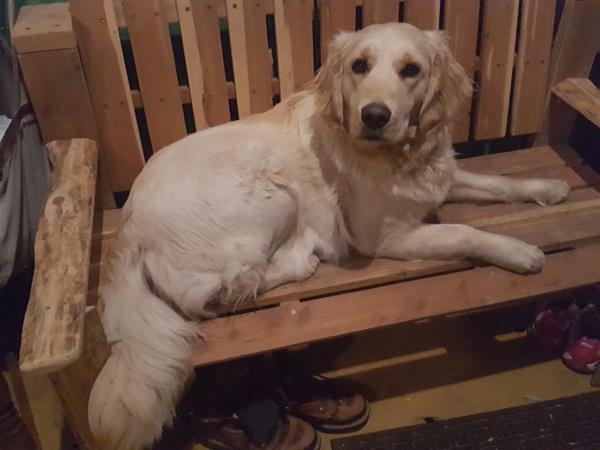 /images/uploads/griffin pond animal shelter/loveyourpet2018/entries/6571thumb.jpg